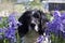 cute spaniel chilling in flowers