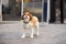 Cute spaniel dog with collar waiting owner by the door