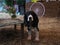 A cute spaniel dog at the festival