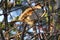 Cute sparrow in a bush close up stock photo. Bird photography