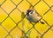 Cute sparrow resting on fence