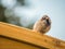 Cute sparrow sitting on pergola