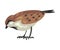 Cute Sparrow Winter Bird, Beautiful Northern Birdie Vector Illustration
