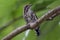 Cute Speckled Piculet sitting still on a branch