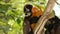 Cute spectacled leaf langur, dusky monkey on tree branch amidst green leaves in Ang Thong national park in natural