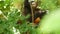 Cute spectacled leaf langur, dusky monkey on tree branch amidst green leaves in Ang Thong national park in natural