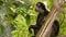 Cute spectacled leaf langur, dusky monkey on tree branch amidst green leaves in Ang Thong national park in natural habitat.