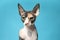 Cute sphynx cat on color background