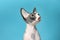 Cute sphynx cat on color background