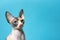 Cute sphynx cat on color background. Friendly pet