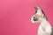 Cute sphynx cat on color background. Friendly pet