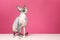 Cute sphynx cat on floor against color background. Friendly pet