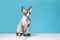 Cute sphynx cat on floor against color background. Friendly pet