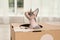 Cute sphynx cat inside cardboard house. Friendly pet