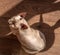 Cute sphynx cat sitting on the wood floor in sunlight