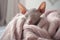 Cute sphynx cat wearing cozy warm sweater at home. Dressed up pet in cold environment. Taking care for animals in winter