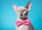 cute sphynx cat with wearing eyeglasses and a bow tie on a bright colored background, the fashionable design