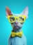 A cute Sphynx cat wearing yellow sunglasses on blue background.