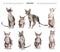 Cute Sphynx cats on white background, collage