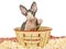 Cute Sphynx kitten in popcorn bowl