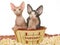 Cute Sphynx kittens in popcorn bowl