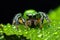 Cute spider sits on green leaf with water drops in wildlife, macro view