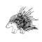 Cute spiky porcupine, rodent mammal animal, for decorations, ornaments, logo, emblem.