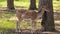 Cute spotted fallow deer in the park