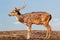 Cute spotted fallow deer on white