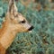 Cute spotted little wild fallow deer outdoor portrait