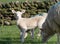 Cute Spring Lambs, West Yorkshire