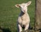 Cute Spring Lambs, West Yorkshire