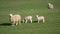 Cute Spring Lambs, West Yorkshire