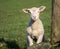 Cute Spring Lambs, West Yorkshire