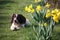 A cute springer spaniel next to some yellow daffodil flowers