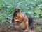 Cute squirrel in  botanical garden  in summer Helsinki, Finland