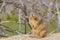 Cute squirrel close up portrait. Ground squirrel sitting on a rock in city park