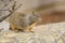 Cute squirrel close up portrait. Ground squirrel sitting on a rock in city park