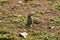 Cute squirrel eating grass stock photo