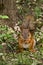 Cute squirrel eating nut