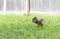 Cute Squirrel eating a nut in a grassy backyard