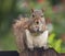 Cute squirrel eating peanut on fence