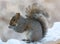 Cute Squirrel eating on wooden fence cover in white snow, cute rodent.