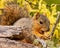 Cute squirrel enjoying a breakfast nut