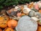 Cute squirrel hide in pumpkin patch