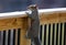 Cute Squirrel looking on wooden fence