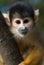 Cute squirrel monkey