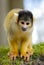 Cute squirrel monkey