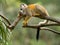 Cute Squirrel monkey in a branch