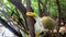 Cute squirrel monkeys in natural habitat amazon jungle